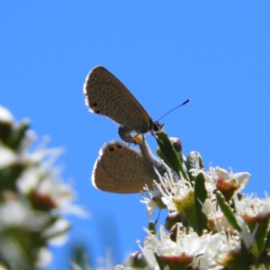 Nacaduba biocellata at Kambah, ACT - 24 Dec 2018 02:31 PM