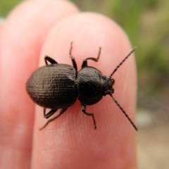 Adelium pustulosum (Darkling beetle) at Cook, ACT - 19 Dec 2018 by CathB