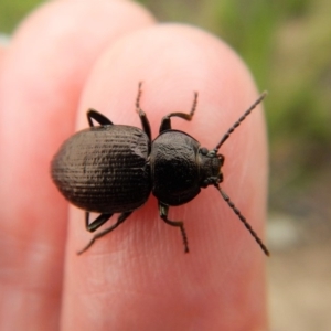 Adelium pustulosum at Cook, ACT - 19 Dec 2018 04:42 PM