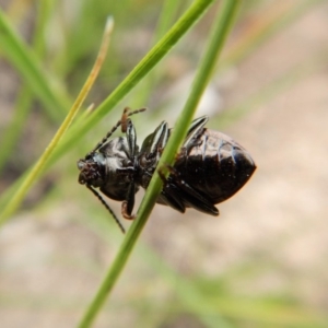 Adelium pustulosum at Cook, ACT - 19 Dec 2018