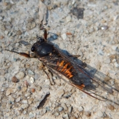 Yoyetta robertsonae (Clicking Ambertail) at Cook, ACT - 23 Dec 2018 by CathB