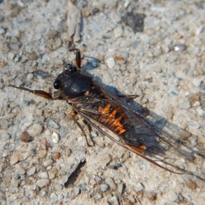 Yoyetta robertsonae (Clicking Ambertail) at Cook, ACT - 23 Dec 2018 by CathB