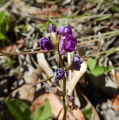 Glycine tabacina (Variable Glycine) at Mount Painter - 24 Dec 2018 by CathB