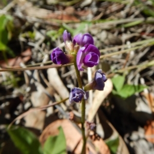 Glycine tabacina at Cook, ACT - 24 Dec 2018