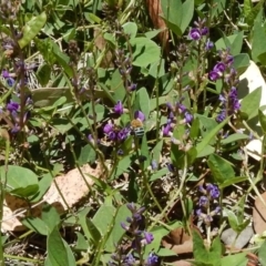 Glycine tabacina at Cook, ACT - 24 Dec 2018