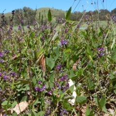 Glycine tabacina at Cook, ACT - 24 Dec 2018