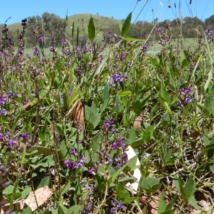 Glycine tabacina at Cook, ACT - 24 Dec 2018