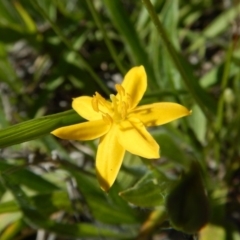 Hypoxis hygrometrica var. villosisepala (Golden Weather-grass) at Mount Painter - 24 Dec 2018 by CathB