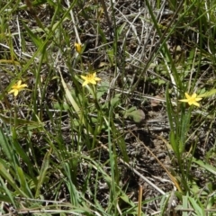 Hypoxis hygrometrica var. villosisepala at Cook, ACT - 24 Dec 2018 11:17 AM