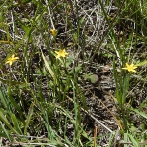 Hypoxis hygrometrica var. villosisepala at Cook, ACT - 24 Dec 2018