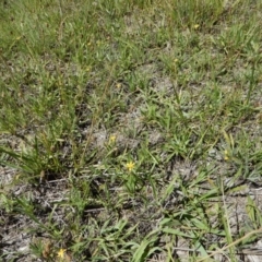 Hypoxis hygrometrica var. villosisepala at Cook, ACT - 24 Dec 2018