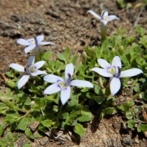 Isotoma fluviatilis subsp. australis at Cook, ACT - 22 Dec 2018