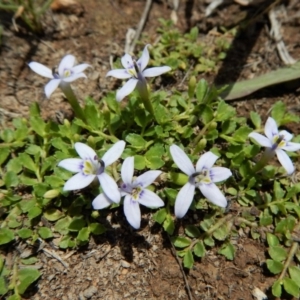 Isotoma fluviatilis subsp. australis at Cook, ACT - 22 Dec 2018