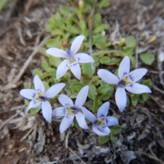 Isotoma fluviatilis subsp. australis at Cook, ACT - 22 Dec 2018