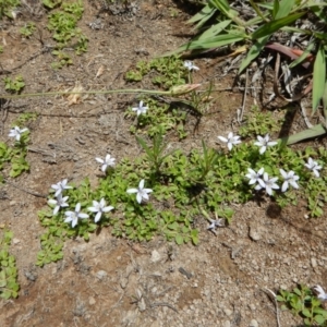 Isotoma fluviatilis subsp. australis at Cook, ACT - 22 Dec 2018