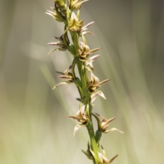 Paraprasophyllum canaliculatum (Summer Leek Orchid) by GlenRyan