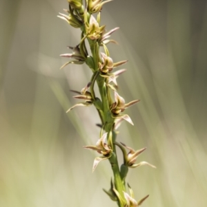 Paraprasophyllum canaliculatum at suppressed - 24 Dec 2018