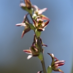 Paraprasophyllum canaliculatum at suppressed - suppressed