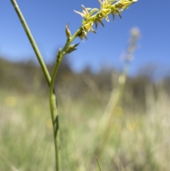 Paraprasophyllum canaliculatum at suppressed - 24 Dec 2018