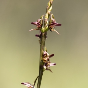 Paraprasophyllum canaliculatum at suppressed - 24 Dec 2018