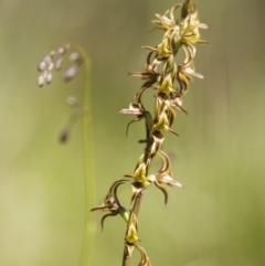 Paraprasophyllum canaliculatum at suppressed - 24 Dec 2018