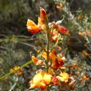 Mirbelia oxylobioides at Dunlop, ACT - 22 Dec 2018 12:16 PM