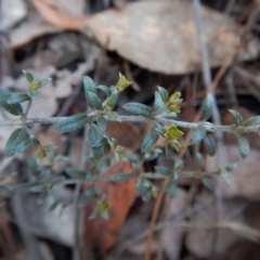 Mirbelia oxylobioides at Dunlop, ACT - 22 Dec 2018 12:16 PM