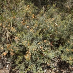 Mirbelia oxylobioides at Dunlop, ACT - 22 Dec 2018 12:16 PM