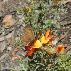 Neolucia agricola (Fringed Heath-blue) at Dunlop, ACT - 22 Dec 2018 by CathB