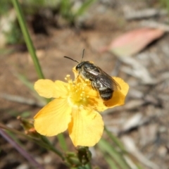 Lasioglossum (Chilalictus) sp. (genus & subgenus) (Halictid bee) at Dunlop, ACT - 22 Dec 2018 by CathB