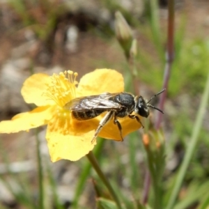 Lasioglossum (Chilalictus) sp. (genus & subgenus) at Dunlop, ACT - 22 Dec 2018