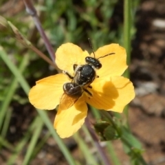 Lasioglossum (Chilalictus) sp. (genus & subgenus) at Dunlop, ACT - 22 Dec 2018