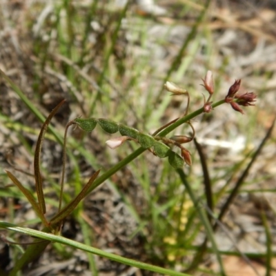 Grona varians (Slender Tick-Trefoil) at Cook, ACT - 23 Dec 2018 by CathB