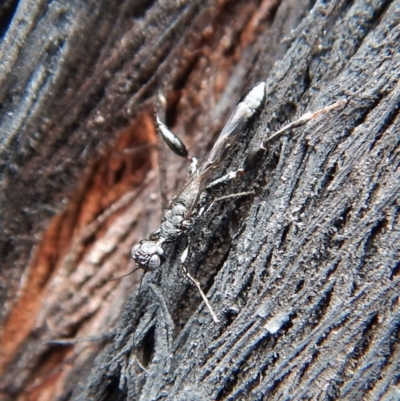 Stephanidae (family) (Stephanid wasp) at Aranda Bushland - 22 Dec 2018 by CathB