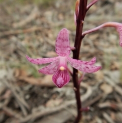 Dipodium roseum (Rosy Hyacinth Orchid) at Aranda Bushland - 18 Dec 2018 by CathB