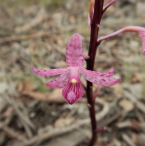 Dipodium roseum at Cook, ACT - 19 Dec 2018