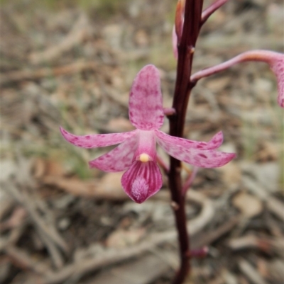 Dipodium roseum (Rosy Hyacinth Orchid) at Cook, ACT - 18 Dec 2018 by CathB