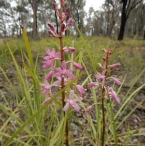 Dipodium roseum at Cook, ACT - 19 Dec 2018