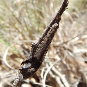 Glenoleon sp. (genus) at Dunlop, ACT - 24 Dec 2018