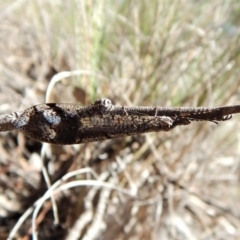 Glenoleon sp. (genus) at Dunlop, ACT - 24 Dec 2018