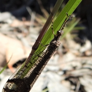 Glenoleon sp. (genus) at Dunlop, ACT - 24 Dec 2018