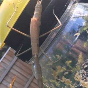 Archimantis sp. (genus) at Theodore, ACT - 26 Dec 2018 04:09 PM