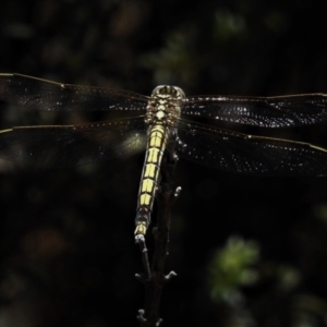 Orthetrum caledonicum at Cotter River, ACT - 26 Dec 2018