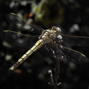 Orthetrum caledonicum at Cotter River, ACT - 26 Dec 2018