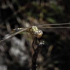 Orthetrum caledonicum at Cotter River, ACT - 26 Dec 2018