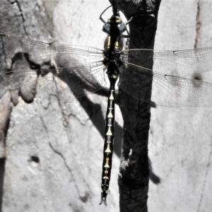 Notoaeschna sagittata at Cotter River, ACT - 26 Dec 2018