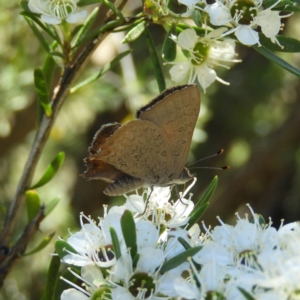 Paralucia pyrodiscus at Kambah, ACT - 24 Dec 2018