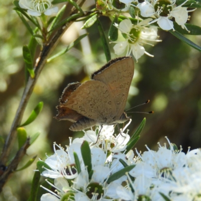 Paralucia pyrodiscus (Fiery Copper) at Mount Taylor - 24 Dec 2018 by MatthewFrawley