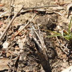 Oedaleus australis at Kambah, ACT - 24 Dec 2018