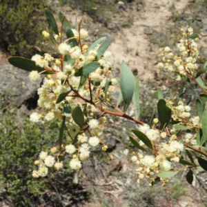 Acacia penninervis var. penninervis at Kambah, ACT - 24 Dec 2018 01:45 PM